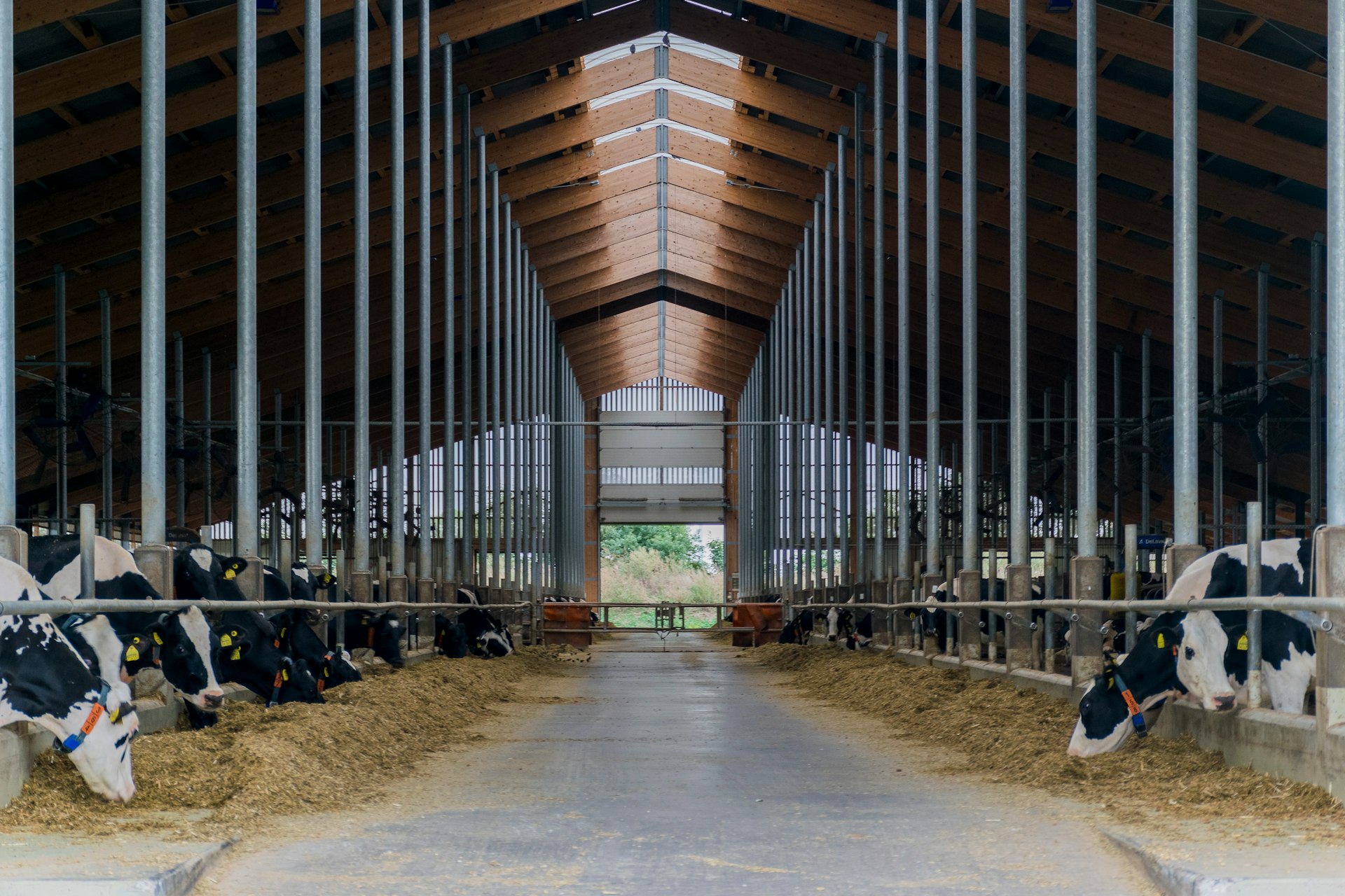 cows in a barn